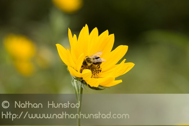 Flower_2008-09-27_IMG_2168